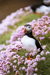 Atlantic puffin (Fratercula arctica) on a cliff with beautiful pink flowers, Treshnish Isles, Scotland