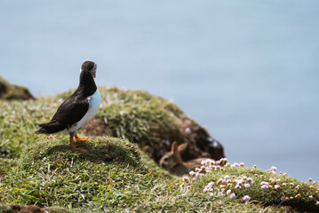 Atlantic puffin (Fratercula arctica) with a bunny on a cliff, Treshnish Isles, Scotland