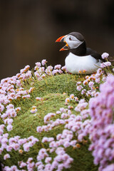 Atlantic puffin (Fratercula Arctica) on a cliff with pink flowers, Treshnish Isles, Scotland