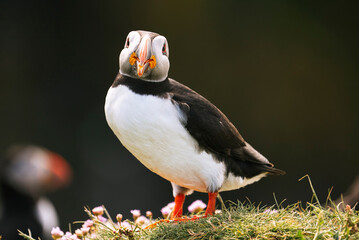 Fototapeta premium Atlantic puffin (Fratercula arctica) on a cliff with a natural grey background