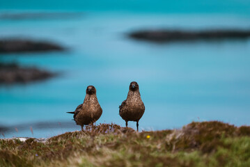 Two great skuas (Stercorarius skua)  sitting together, Treshnish Isles, Scotland