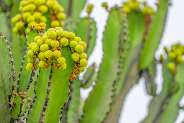 Euphorbia candelabrum