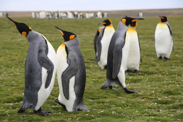 Fototapeta premium Puerto Madryn, Patagonia, Argentina, Punta Tombo, Pinguinos Magallanes, 