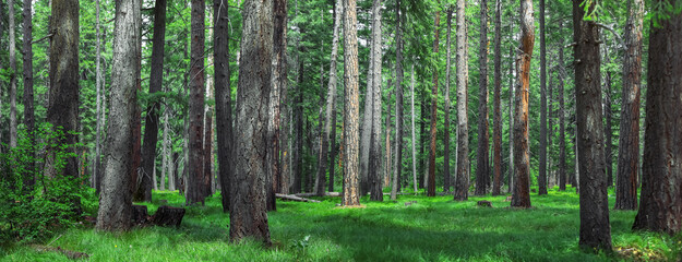 Fototapeta na wymiar Tall trees in rain forests of North Cascades mountains in Washington state