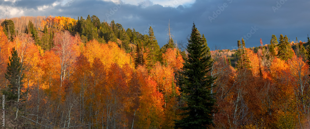 Wall mural Bright Aspen trees and evergreens in Wasatch mountain range in Utah during autumn time