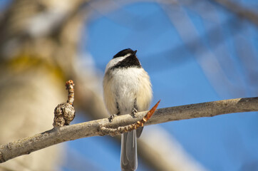 A Black-capped Chickadee on a Branch