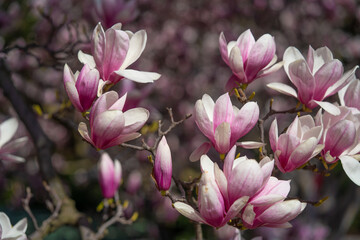Blooming pink Magnolia brunch, close up view