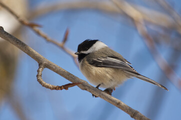 A Black-capped Chickadee on a Branch