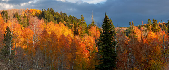 Fototapeta na wymiar Bright Aspen trees and evergreens in Wasatch mountain range in Utah during autumn time