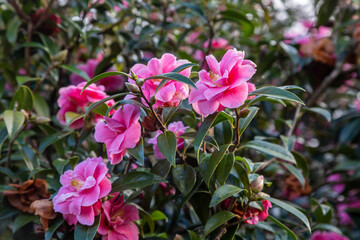 A pink camellia in bloom