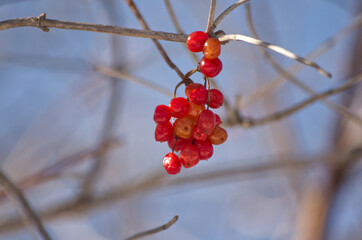 Red Berries on a Branch
