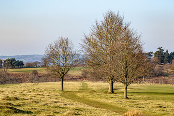 tree in the field