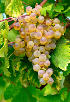 Muscat Ottonel, Bunch Of Ripe White Grapes Ready For Harvest, Fechy Vineyards,  District Of Morges,  La Côte , Canton Vaud, Switzerland, Europe