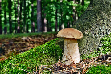 Boletus edulis edible mushroom is growing in the polish forest