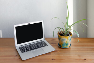 flower in a pot on a wooden table on a light background with a laptop. indoor plant in the interior. working atmosphere at home.