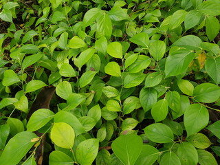 Piper callosum, the pepper plants or pepper vines, is an economically and ecologically important genus in the family Piperaceae. Manaus - Amzon, Brazil.