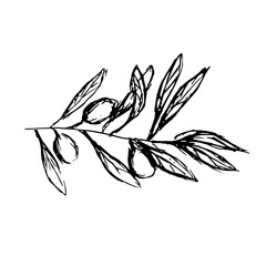 Olive leaf. Retro pencil drawing illustration. Design for card, logo, posters, invitation, web and print use. Restaurant, Italy, menu