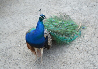 The peacock bird stands on the ground. front view