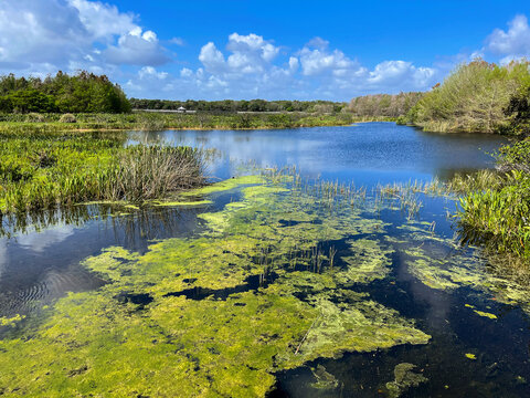 Florida wetlands - Delray 