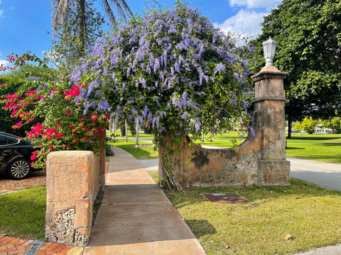 Blooming archway - coral gables -florida