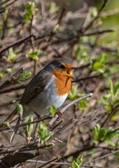 Singing Male Robin in Bush