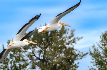 American White Pelicans flying