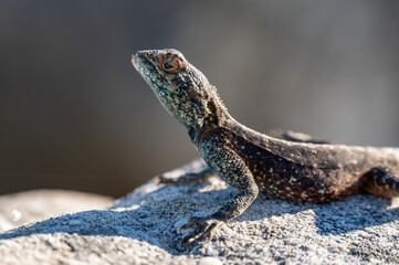 A southern rock agamaon a rock in South Africa