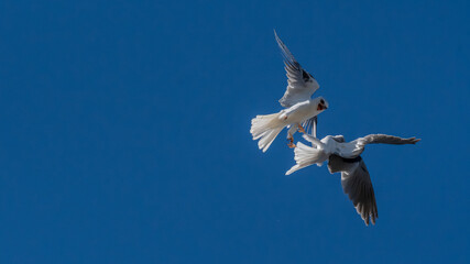 Fototapeta premium Springtime has these White-tailed kites, birds of prey going at it 