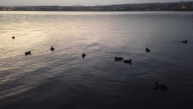 farm ducks on the lake.