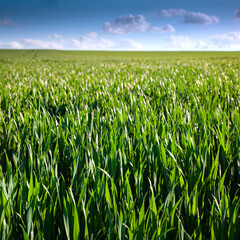 Obraz premium Green spring wheat crops, sprouts, close up, spring agriculture