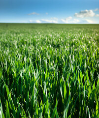 Obraz premium spring wheat crops, sprouts, close up, spring agriculture