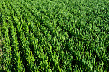 rows illuminated by the sun green shoots of wheat, vegetation, field in spring