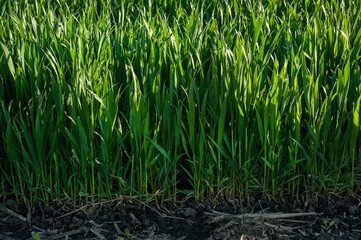 Obraz premium Green spring wheat crops, sprouts, spring agriculture illuminated by the sun