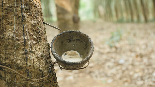 Small wooden bowl fastened to rubber tree trunk to gather latex milk in traditional way at plantation extreme close up. Tree plantation agriculture of asia for natural latex extraction.