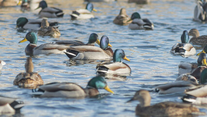 Swan and ducks on frozen river. Flock of wild ducks and swans swims in the pond. Wintering of wild birds in the city.