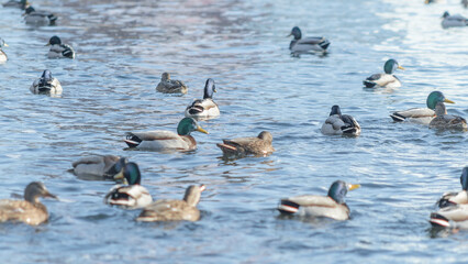 Swan and ducks on frozen river. Flock of wild ducks and swans swims in the pond. Wintering of wild birds in the city.
