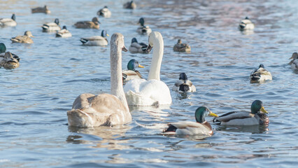 Fototapeta premium Swan and ducks on frozen river. Flock of wild ducks and swans swims in the pond. Wintering of wild birds in the city.