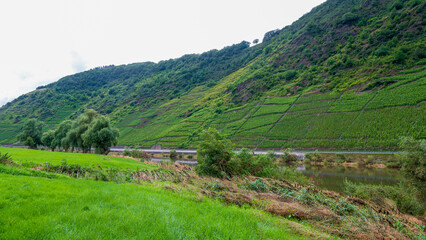 landscape with vineyards in the moselle valley