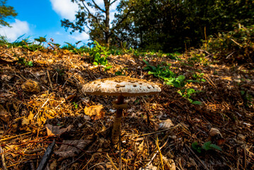 2021 10 23 Poleo brown mushroom