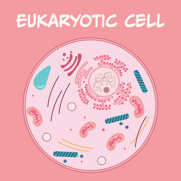 Diagram of a eukaryotic cell and cell components