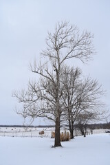 Sycamore Tree in Snow