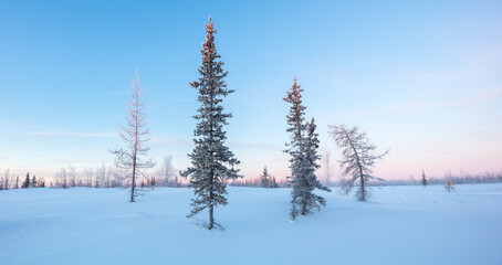 Majestic white spruces glowing by sunlight. Picturesque and gorgeous wintry scene.