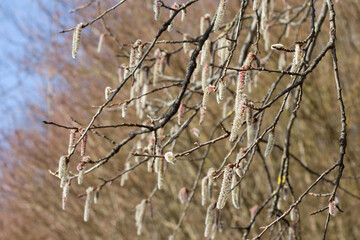 Blühende Zitterpappel (Espe, Aspe, - Populus tremula) Kätzchen im Frühjahr (männliche Blüten, Pollen)