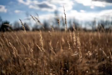 Fototapeta premium Meadow