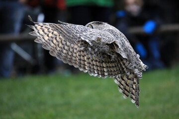 Eule im Landeanflug