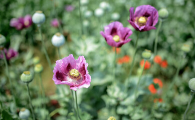 Poppy field. Agricultural concept