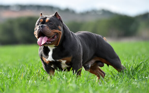 Premium Photo  English bulldog and american bully playing in the meadow..