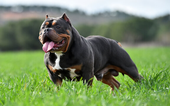 American Bully Pocket Stock Photo - Download Image Now - American