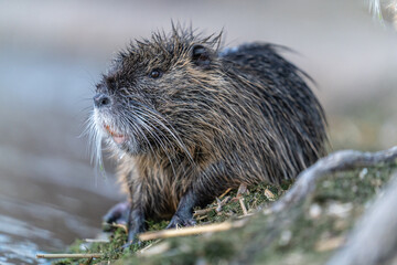 Nutria, auch Biberratte, Wasserratte oder Sumpfbiber genannt, leben in der Nähe von Wasser in selbst gegrabenen Erdhöhlen. Der aus Südamerika stammende, in Gruppen lebende Säuger ist eine invasive Art