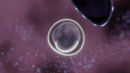 The process of autophagy. It shows the autophagosome (AP) formation from an isolation membrane, fusing with a lysosome, where breakdown and recycling of the material within occurs